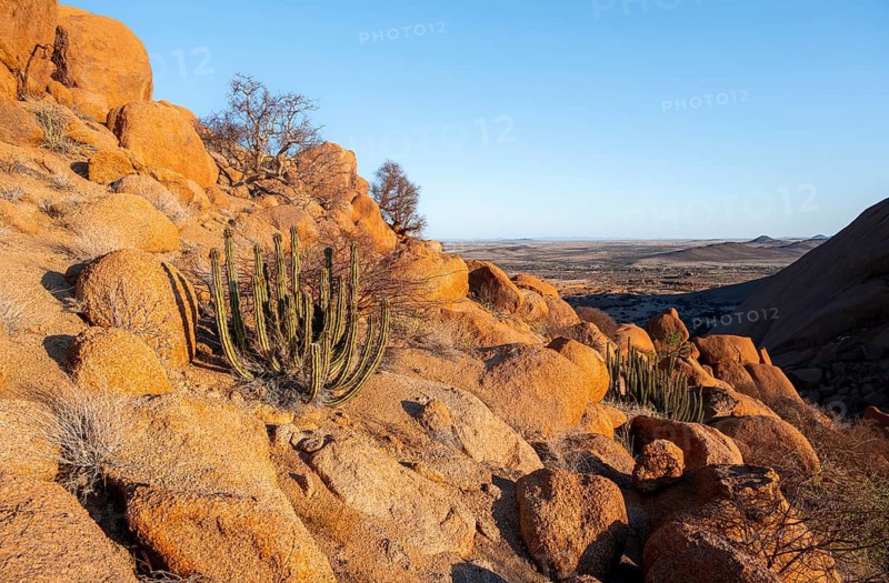 Euphorbias between impressive rocks with views over the vast, glowing landscape, Spitzkoppe, Namibia