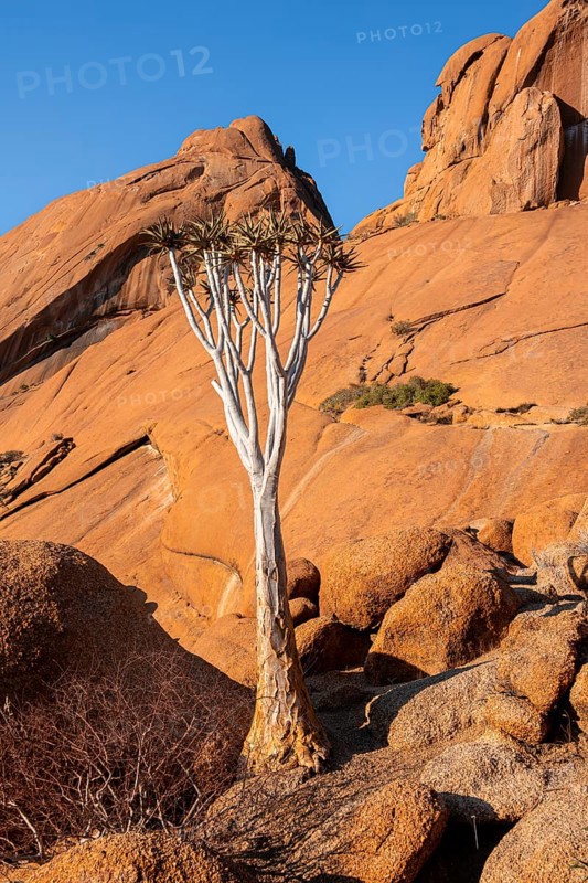 Single quiver tree (Aloe dichotoma) on the golden rocks Spitzkoppe with clear blue sky, Spitzkoppe, Namibia