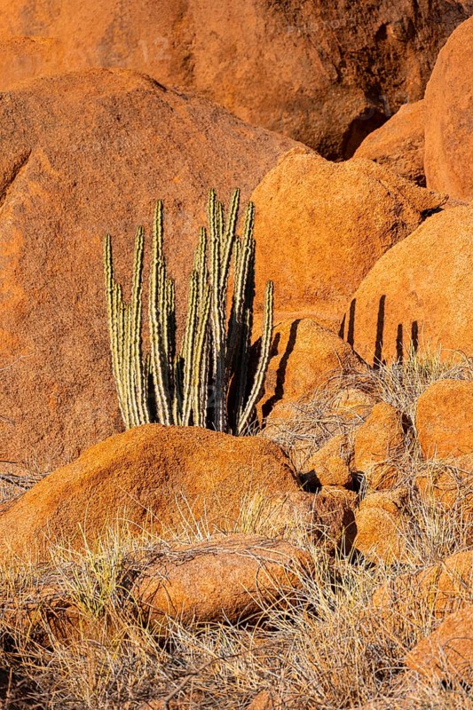 Euphorbias surrounded by glowing rocks in the impressive landscape of Spitzkoppe, Spitzkoppe, Namibia