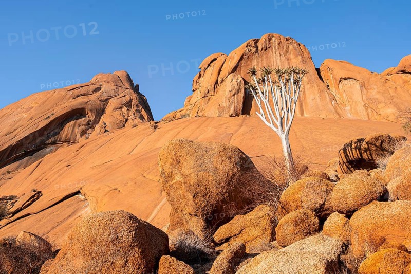 An impressive quiver tree (Aloe dichotoma) amidst the impressive rocky landscape of Spitzkoppe, Spitzkoppe, Namibia