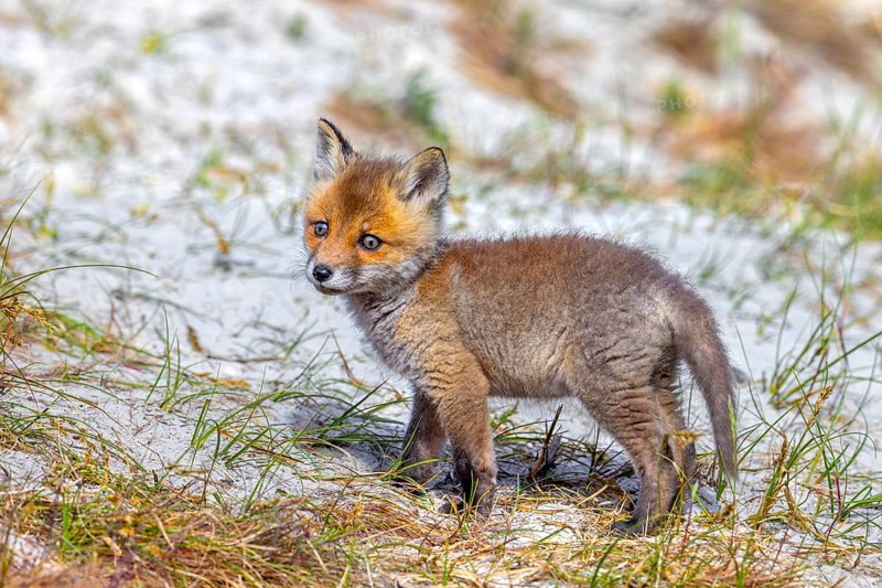 Young red fox (Vulpes vulpes) kit / cub near burrow / den in the sand dunes along the coast in spring