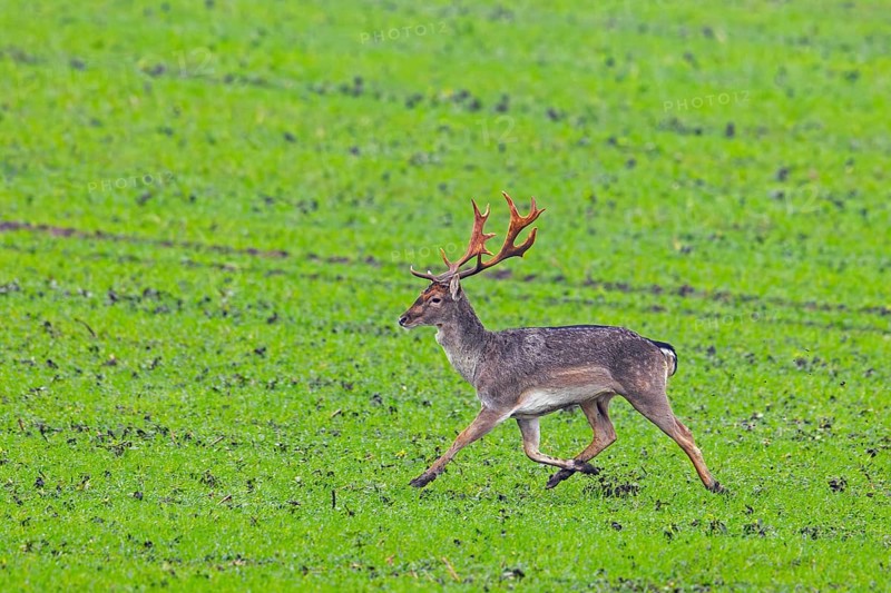 European fallow deer (Dama dama) buck / male running over field / farmland in autumn / fall