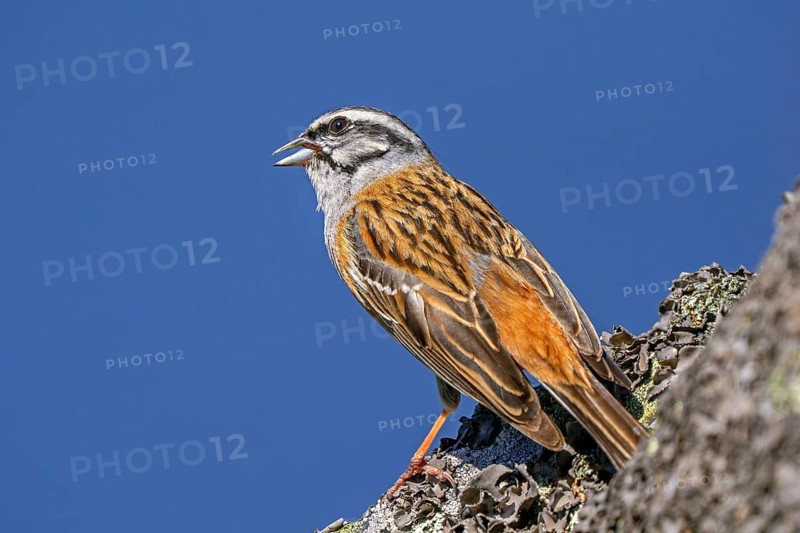 Rock bunting (Emberiza cia) adult male singing from rock in spring, Extremadura, western Spain