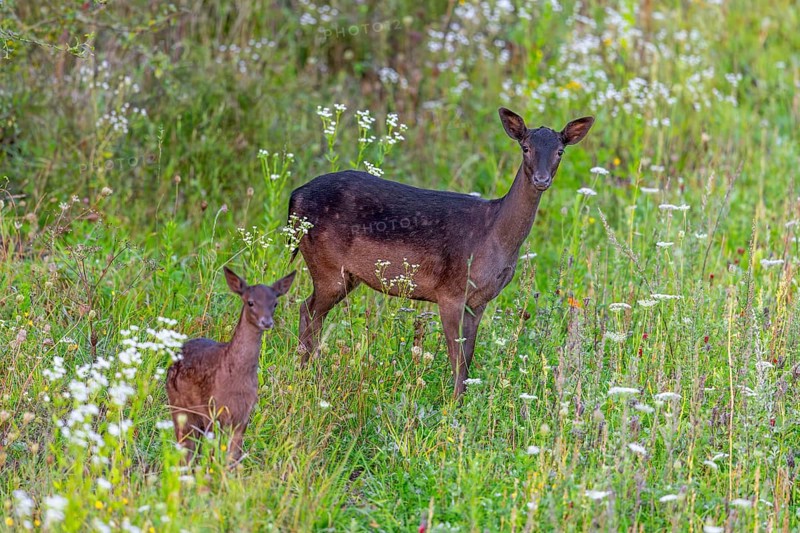 European fallow deer (Dama dama) doe / female with fawn foraging in grassland / meadow with wildflowers in summer