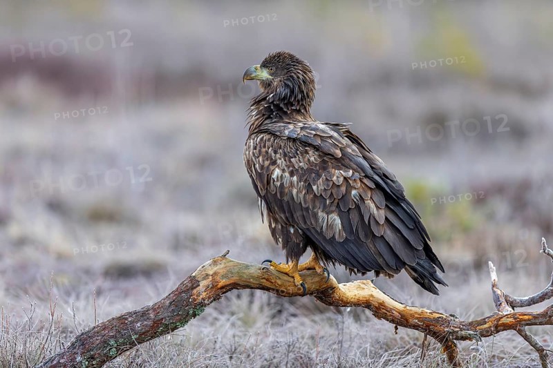 White-tailed eagle / Eurasian sea eagle / erne (Haliaeetus albicilla) juvenile perched on branch in moorland / heathland in late autumn / winter