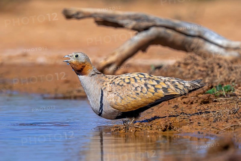 Black-bellied sandgrouse (Pterocles orientalis / Tetrao orientalis) adult male drinking water at waterhole in spring, Spain, South Europe
