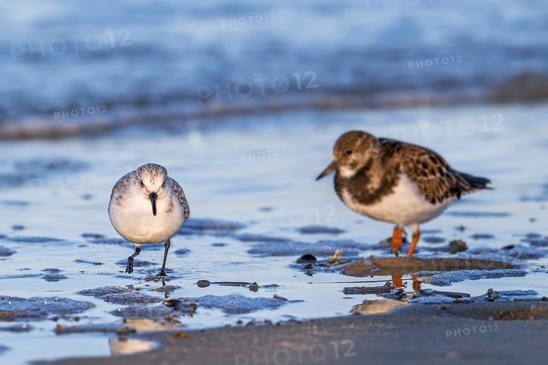 Sanderling (Calidris alba) and ruddy turnstone in winter plumage foraging for crustaceans in intertidal zone on sandy beach along the North Sea coast