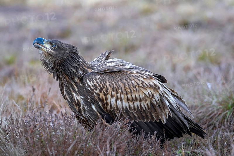 White-tailed eagle / Eurasian sea eagle / erne (Haliaeetus albicilla) juvenile calling in moorland / heathland