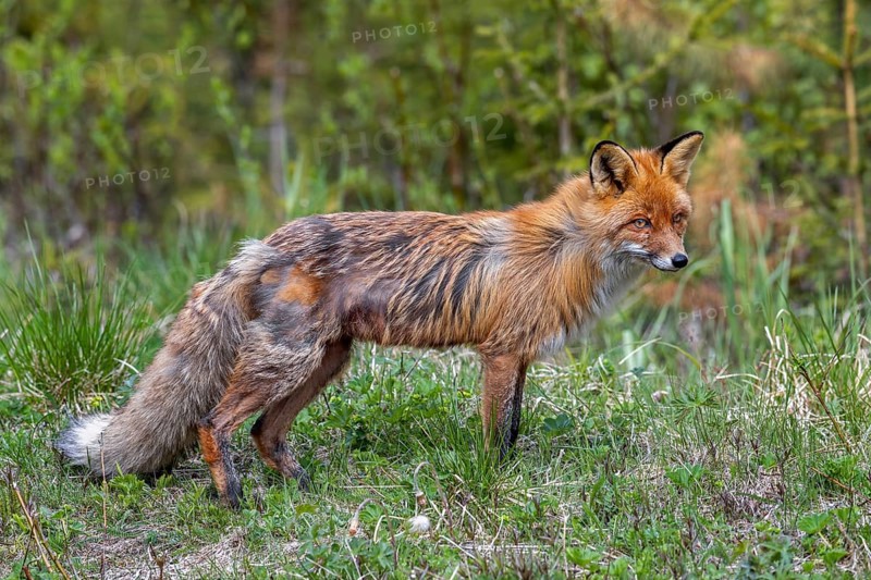 Moulting red fox (Vulpes vulpes) shedding hair of thick warm winter fur for lighter summer coat in grassland / meadow at edge of forest in spring