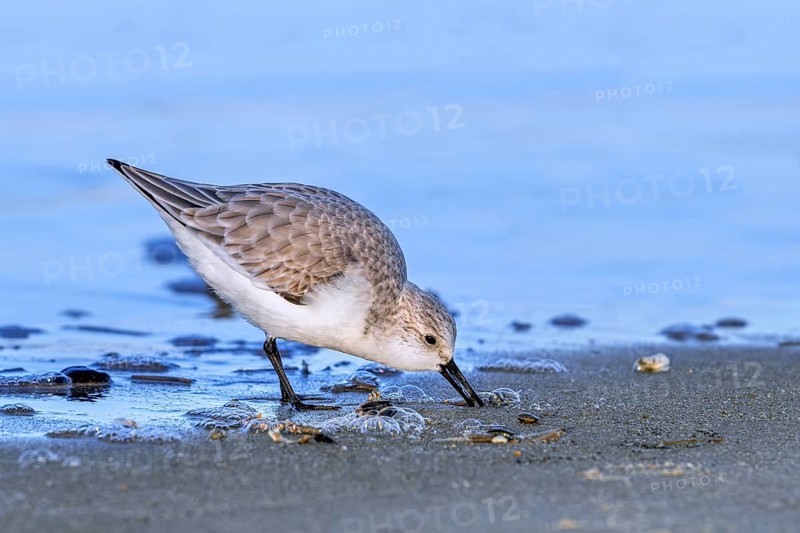 Sanderling (Calidris alba) adult in winter plumage foraging for crustaceans in swash zone / forewash on sandy beach along the North Sea coast