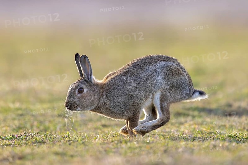 European rabbit / common rabbit (Oryctolagus cuniculus) running over grassland at dawn in spring