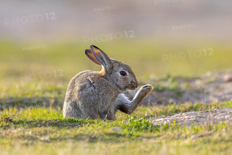 European rabbit / common rabbit (Oryctolagus cuniculus) grooming fur of hind-leg in grassland at dawn in spring