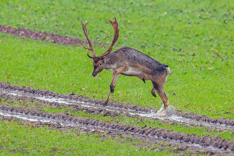 European fallow deer (Dama dama) buck / male jumping over tractor tracks in field / farmland in autumn / fall