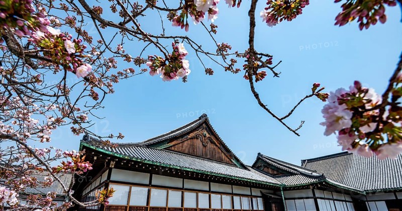 Cherry blossoms and Ninomaru Palace, former imperial villa, Nijo Castle, Kyoto, Japan
