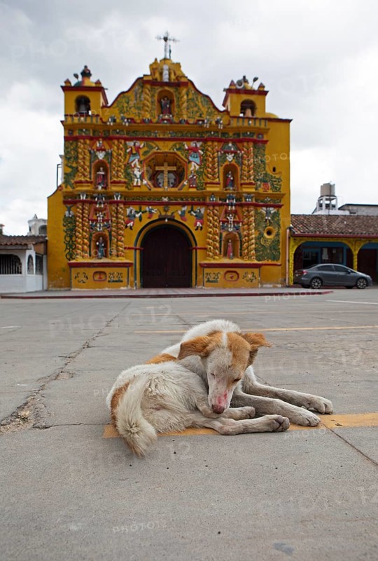 Street dog grooming on the street, San Andrés Xecul church in the highlands, Totonicapán Department, Guatemala