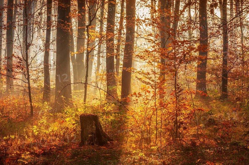 Mixed forest early in autumn, sun shining through morning fog, Finn mountain range, Saxony-Anhalt, Germany