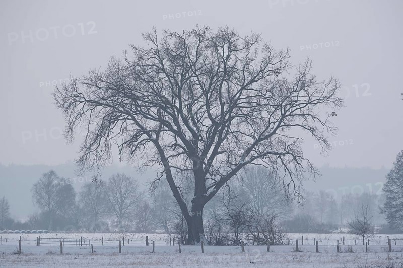 View of snow-covered fields on a tree, Bolsehle, Nienburg, Lower Saxony, Germany