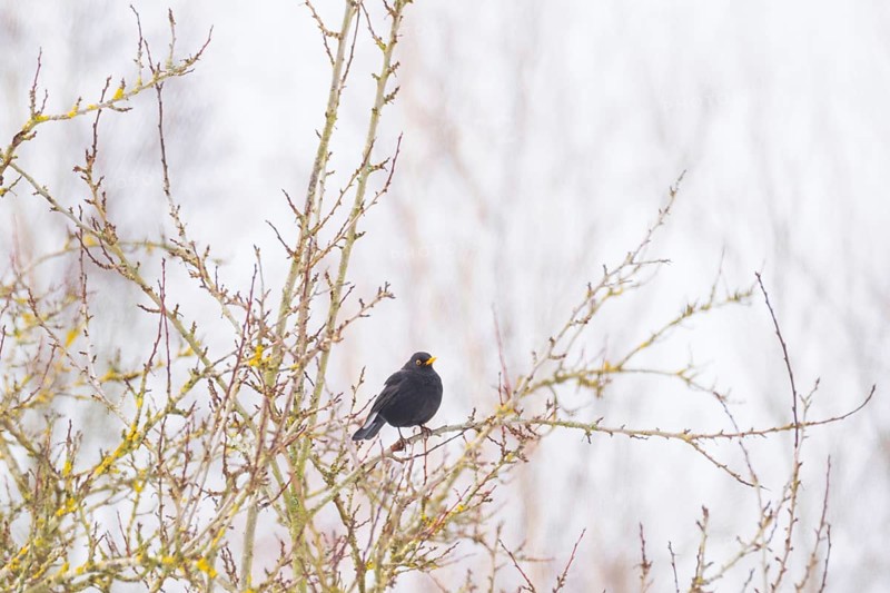 View of a blackbird (Turdus merula) sitting on a branch, Nienburg, Lower Saxony, Germany