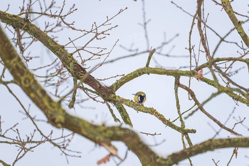 View of a titmouse (Paridae) sitting on a branch and looking for food, Nienburg, Lower Saxony, Germany