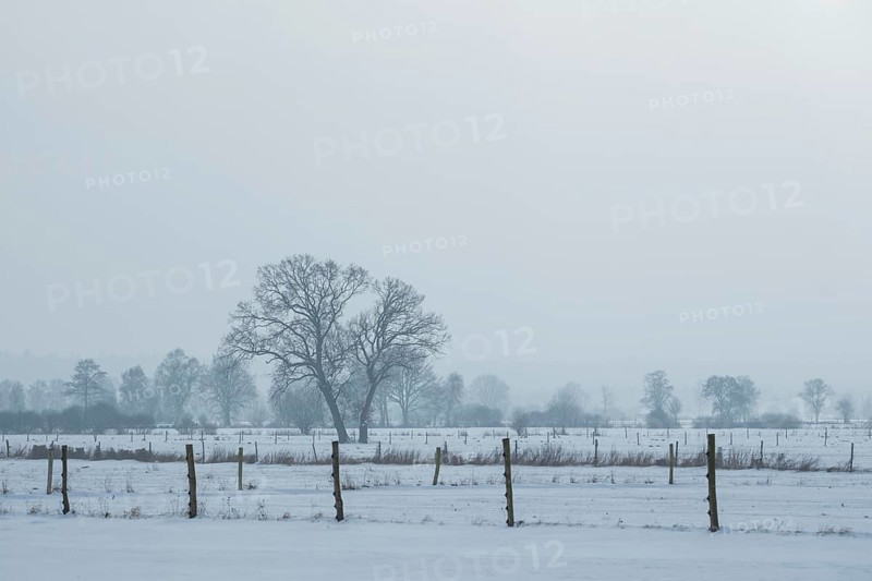 View of snow-covered fields on two trees standing close together, Bolsehle, Nienburg, Lower Saxony, Germany