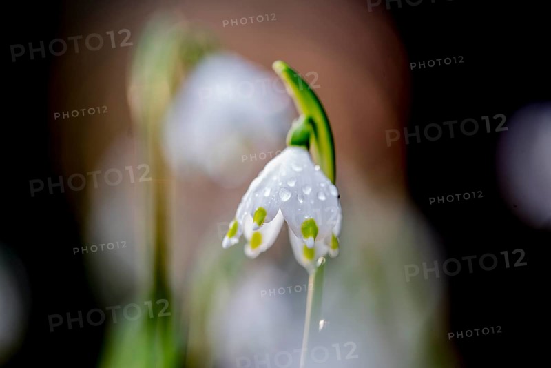 View of a dewdrop-covered Marchflower (Leucojum vernum) against a softly blurred background, Münsterland, North Rhine-Westphalia, Germany