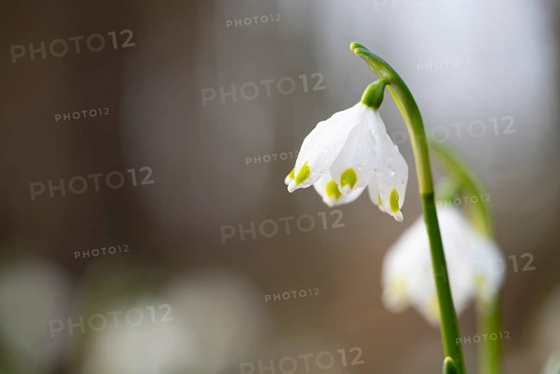 Close-up of a Marchberry (Leucojum vernum) with dewdrops on the petal in sunlight, Münsterland, North Rhine-Westphalia, Germany