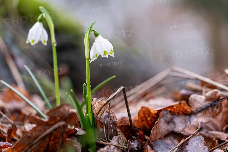 Two spring snowflakes (Leucojum vernum) sprouting through foliage in the spring forest, showing the awakening of nature in spring, Münsterland, North Rhine-Westphalia, Germany