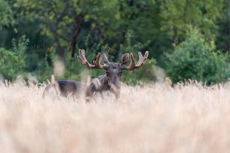 A bull moose (Alces alces) standing in a wheat field, surrounded by green trees in a quiet evening mood, Ekenäs, Värmlands Näs, Värmlands län, Sweden