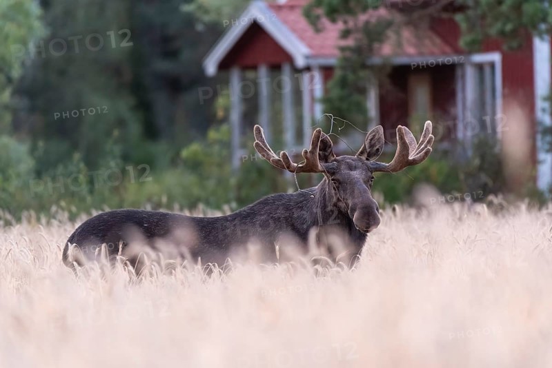 A large bull moose (Alces alces) stands in a wide wheat field with a small red house in the background, Ekenäs, Värmlands Näs, Värmlands län, Sweden
