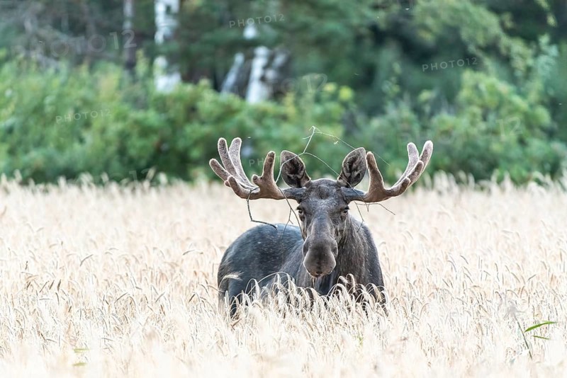 A bull elk moose (Alces alces) with large antlers looks through a field of yellow wheat into a green forest, Ekenäs, Värmlands Näs, Värmlands län, Sweden
