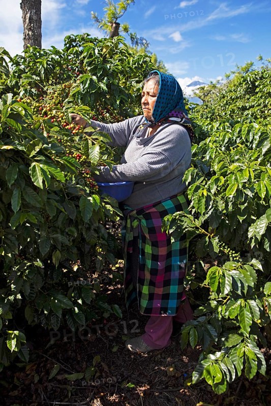 Guatemalan coffee picker on a coffee plantation in the highlands near Antigua, Sacatepéquez Department, Guatemala