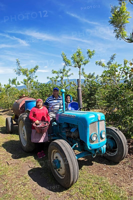 Guatemalan coffee pickers on a coffee plantation in the highlands near Antigua, Sacatepéquez Department, Guatemala
