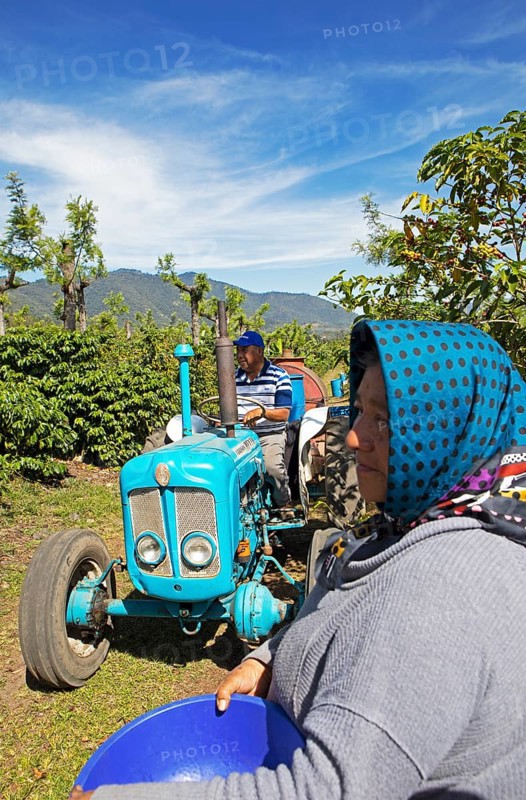 Coffee pickers on a coffee plantation in the highlands near Antigua, Sacatepéquez Department, Guatemala