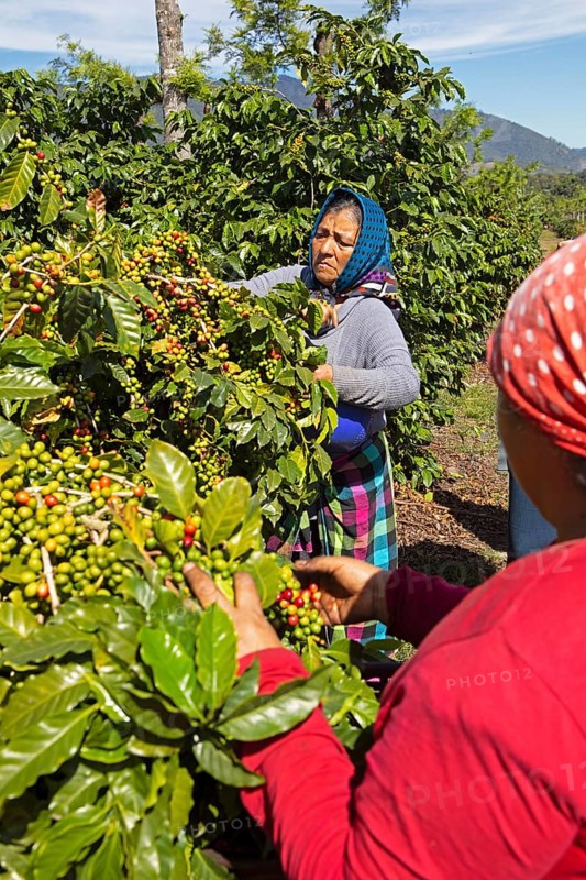 Guatemalan coffee pickers on a coffee plantation in the highlands near Antigua, Sacatepéquez Department, Guatemala