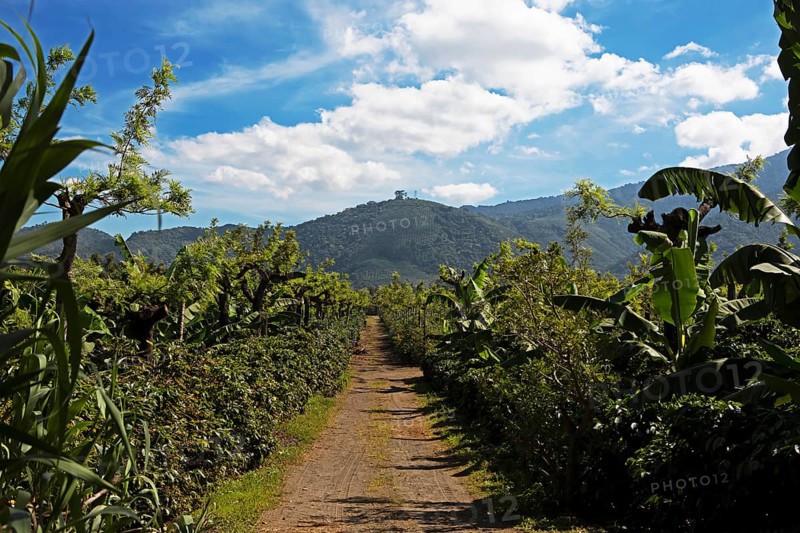 Coffee plantation in the highlands near Antigua, Sacatepéquez Department, Guatemala