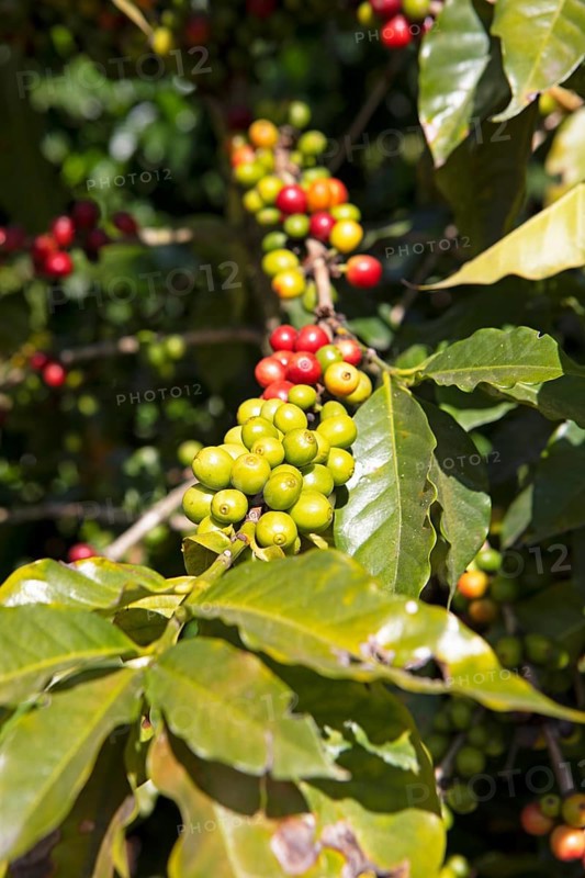 Coffee berries or coffee cherries on the bush on a coffee plantation in the highlands near Antigua, Sacatepéquez Department, Guatemala