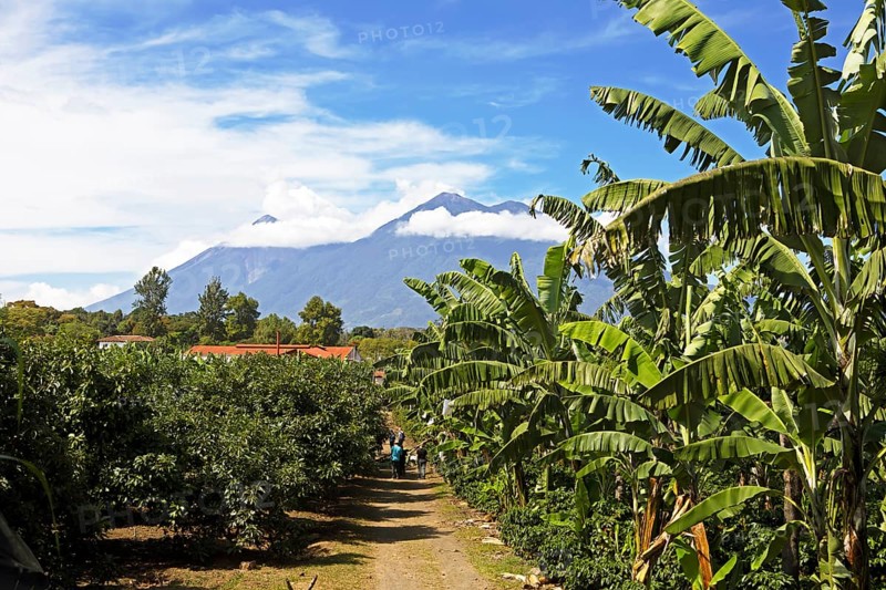 Coffee plantation in the highlands near Antigua, at the back of the Fuego volcano, Sacatepéquez Department, Guatemala