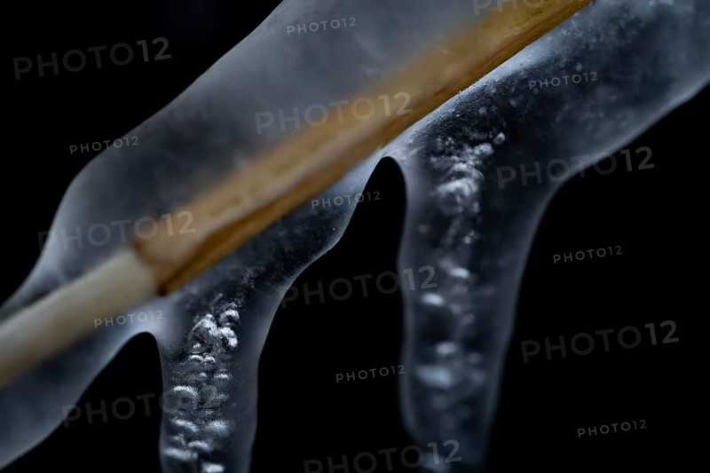 Reed stalks surrounded by ice and icicles against a dark background, Korpoström, Korpo or Korppo, southwestern archipelago, Finland