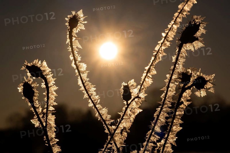 Frost-coated plants with ice crystals glow at sunrise, Korpoström, Korpo or Korppo, southwestern archipelago, Finland