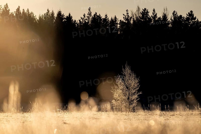 A single tree covered with ice crystals in a field at the edge of the forest in the golden light of the morning sun, winter, Korpoström, Korpo or Korppo, southwestern archipelago, Finland