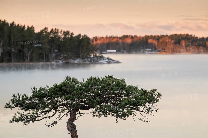 Peaceful winter landscape by the sea with a solitary pine tree, warm light, Korpoström, Korpo or Korppo, southwestern archipelago, Finland