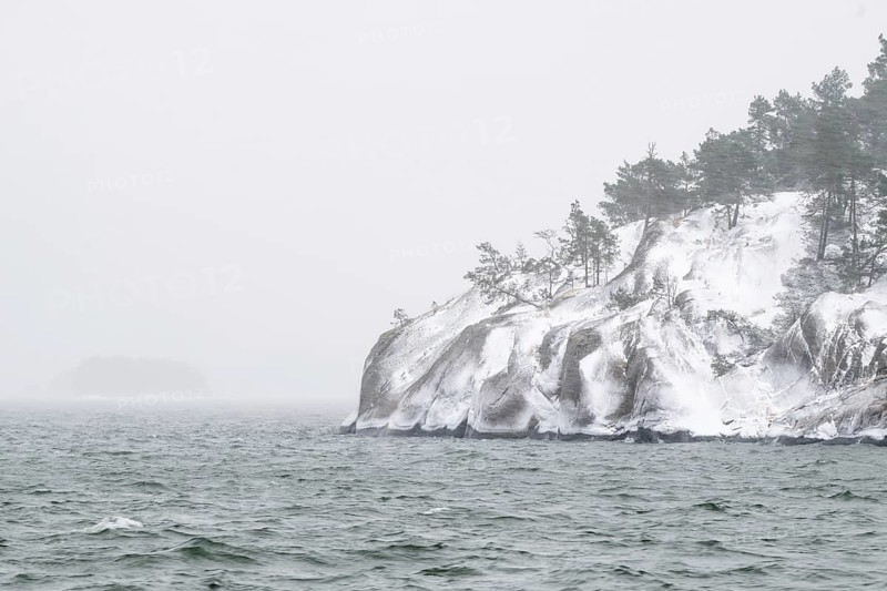Snowy, windswept coast with pine trees against grey-white, foggy sky, Korpoström, Korpo or Korppo, southwestern archipelago, Finland