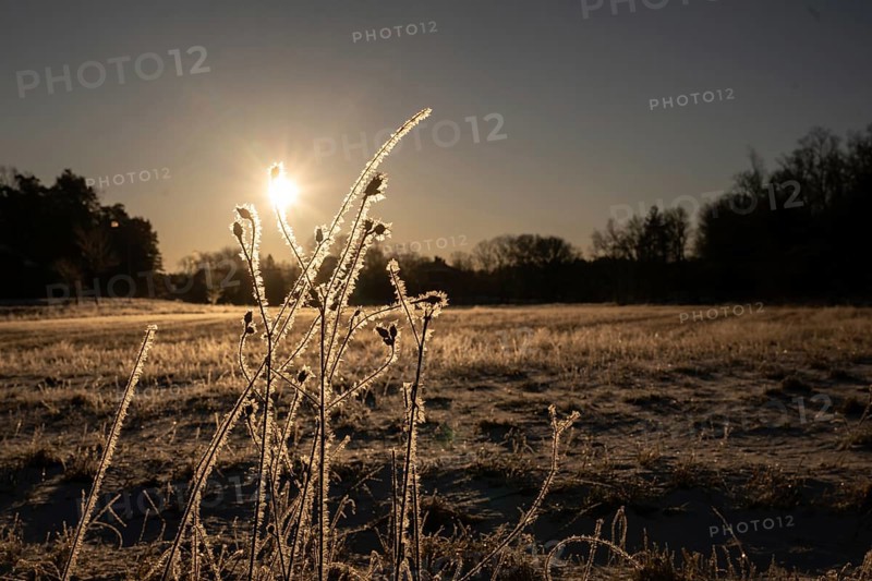 Frost-coated plants in the light of morning sun in a field, Korpoström, Korpo or Korppo, southwestern archipelago, Finland