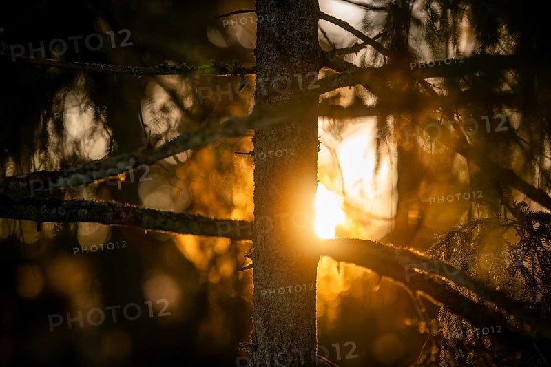 Rays of the rising winter sun penetrate the thick branches of a conifer tree, create a warm atmosphere, Korpoström, Korpo or Korppo, southwestern archipelago, Finland