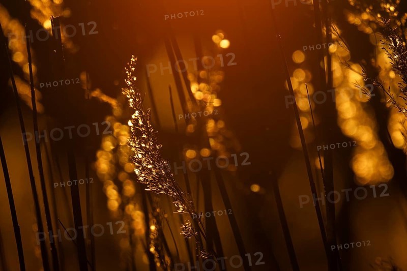 Grasses at sunset with warm golden yellow bokeh, corpostrom, corpo or corppo, southwestern archipelago, Finland