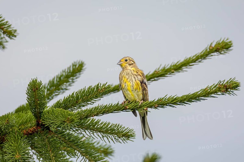 The first weeks of life as independent young birds claim the most victims due to a lack of experience, may this young yellowhammer (Emberiza citrinella) survive the time unscathed, fledged, Germany