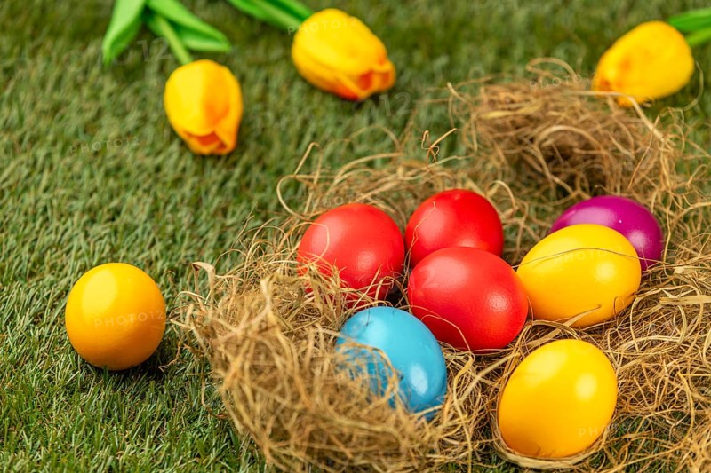 Colourful Easter eggs in nest on green grass surrounded by yellow tulips