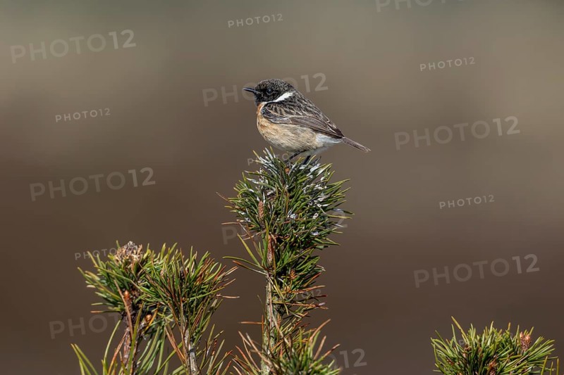 The bird droppings clearly show that the small pine tree is frequently used by the stonechat (Saxicola rubicola) and certainly by other bird species as well, singing station, breeding area, Denmark