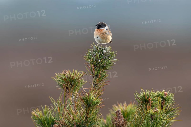 The stonechat (Saxicola rubicola) is a bird of open habitats and uses perches, among other things, as a base for hunting insects, as a singing place, breeding area, Denmark