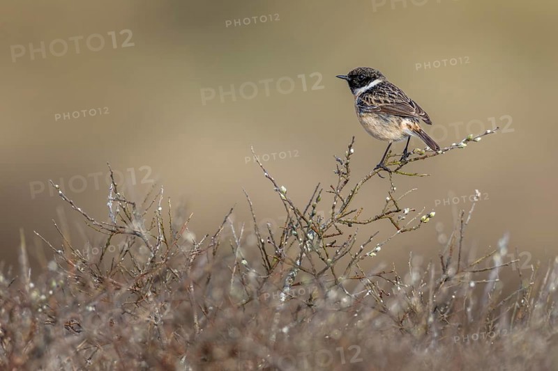 A stonechat (Saxicola rubicola) uses a perch as a vantage point to hunt for flying insects, singing station, breeding area, Denmark